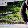gorilla-safari-experience